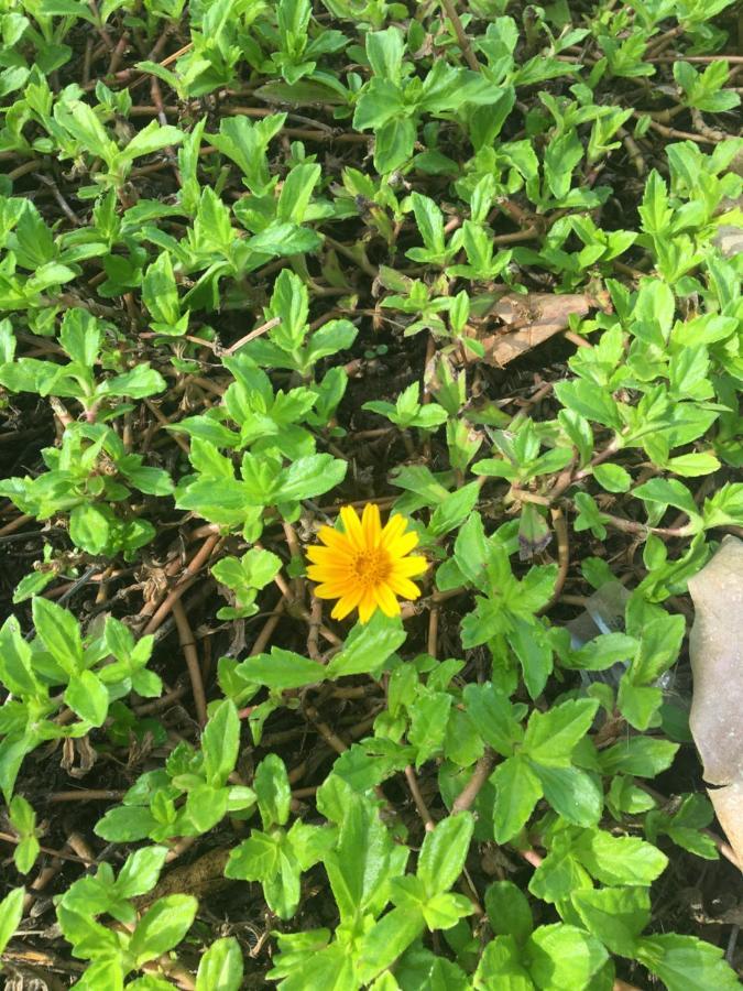 White Butterfly - A Countryside Homestay Thiruvananthapuram Eksteriør bilde