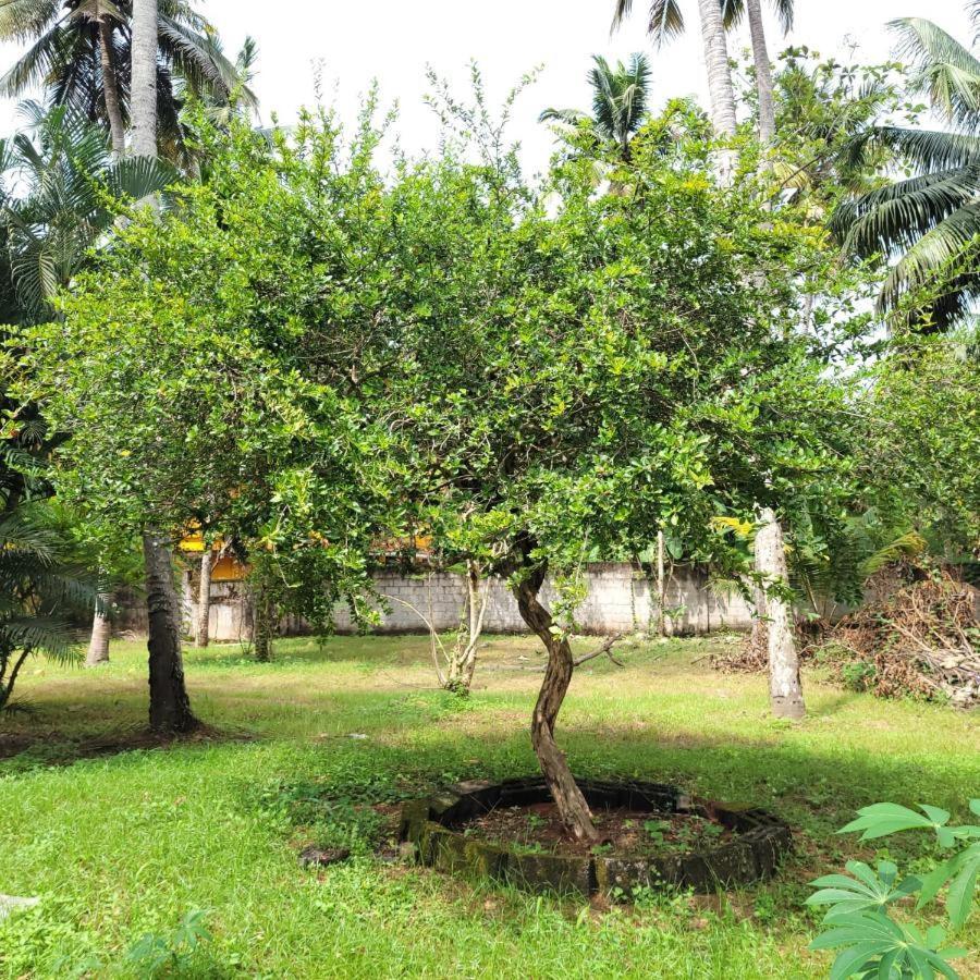 White Butterfly - A Countryside Homestay Thiruvananthapuram Eksteriør bilde
